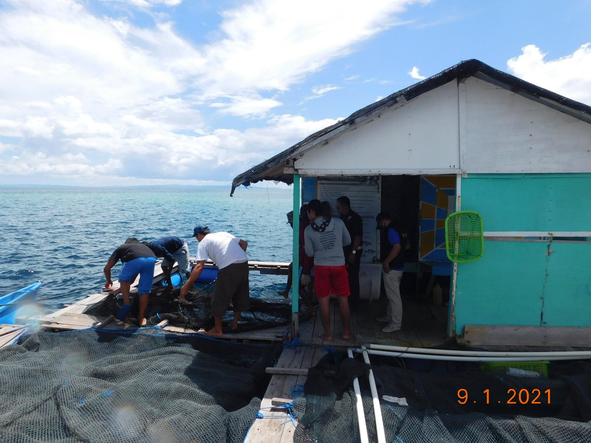 wilkerbalut's tweet photo. 09/01/2021 #OneHealthKIPM
Kegiatan Pengawasan Stuffing Pemuatan Ikan Kerapu Hidup dan Lobster Hidup di Desa Liang Kab. Banggai Kepulauan Milik UD. PULAU MAS Tujuan Benoa Bali Via KM. Pulau Mas 88 Oleh Petugas :
@WilkerBalut
@HumasBKIPM
@rinajanwar2201
@darwis_skipmlb
@medya1978 https://t.co/oafhGre2tG