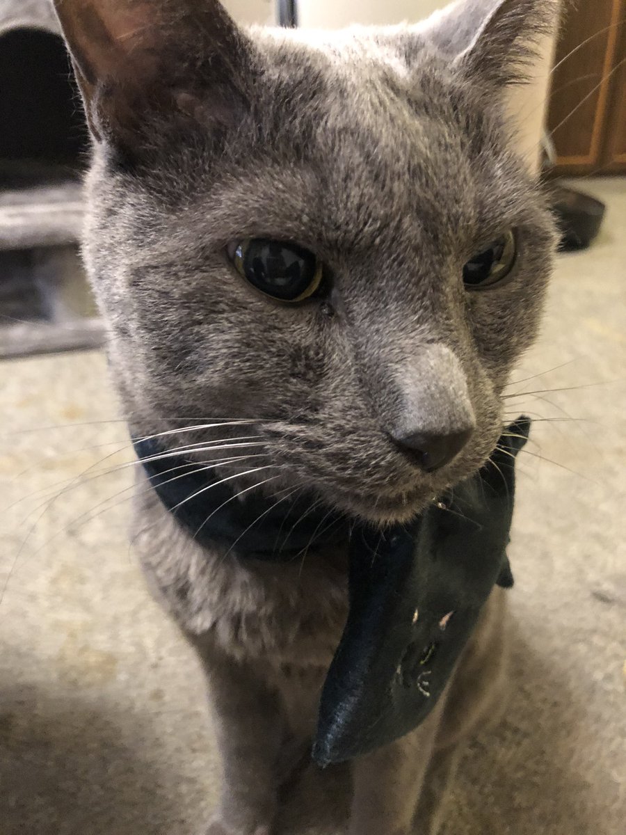 poron_armadillo's tweet photo. ロシアンブルーモチーフで、にゃんマスク作ったんダヨー❗
コレでキグルミ感満載のあったかキャワワが実現ダヨー❗
Creemaで買うんダヨー❗
DMでオーダーもOKダヨー❗
モデルは当然、みうぞーちゃん@123Nekomimi&
@seeyan0416 さん家のボンちゃんキュンちゃんダヨー❗
#オリジナルマスク
#rabbitfield https://t.co/NHBvpMPX4P
