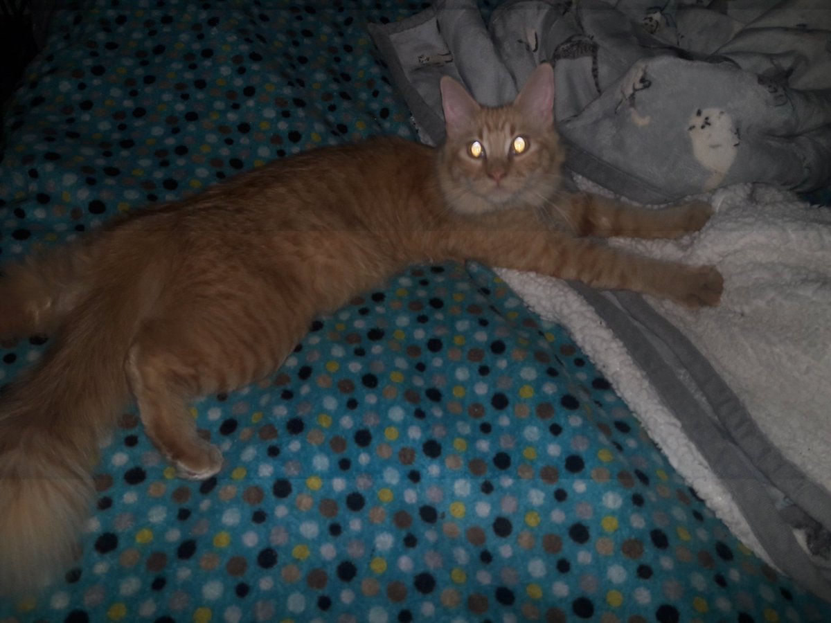 WeirdThingsMyH1's tweet photo. New metric for wealth. Being able to hire some one to voice your cat.
We'd want Jacob Tremblay (Robin from Harley Quinn) for Pixel! #cat #nerdcat #Caturday https://t.co/oneDoXwb4V