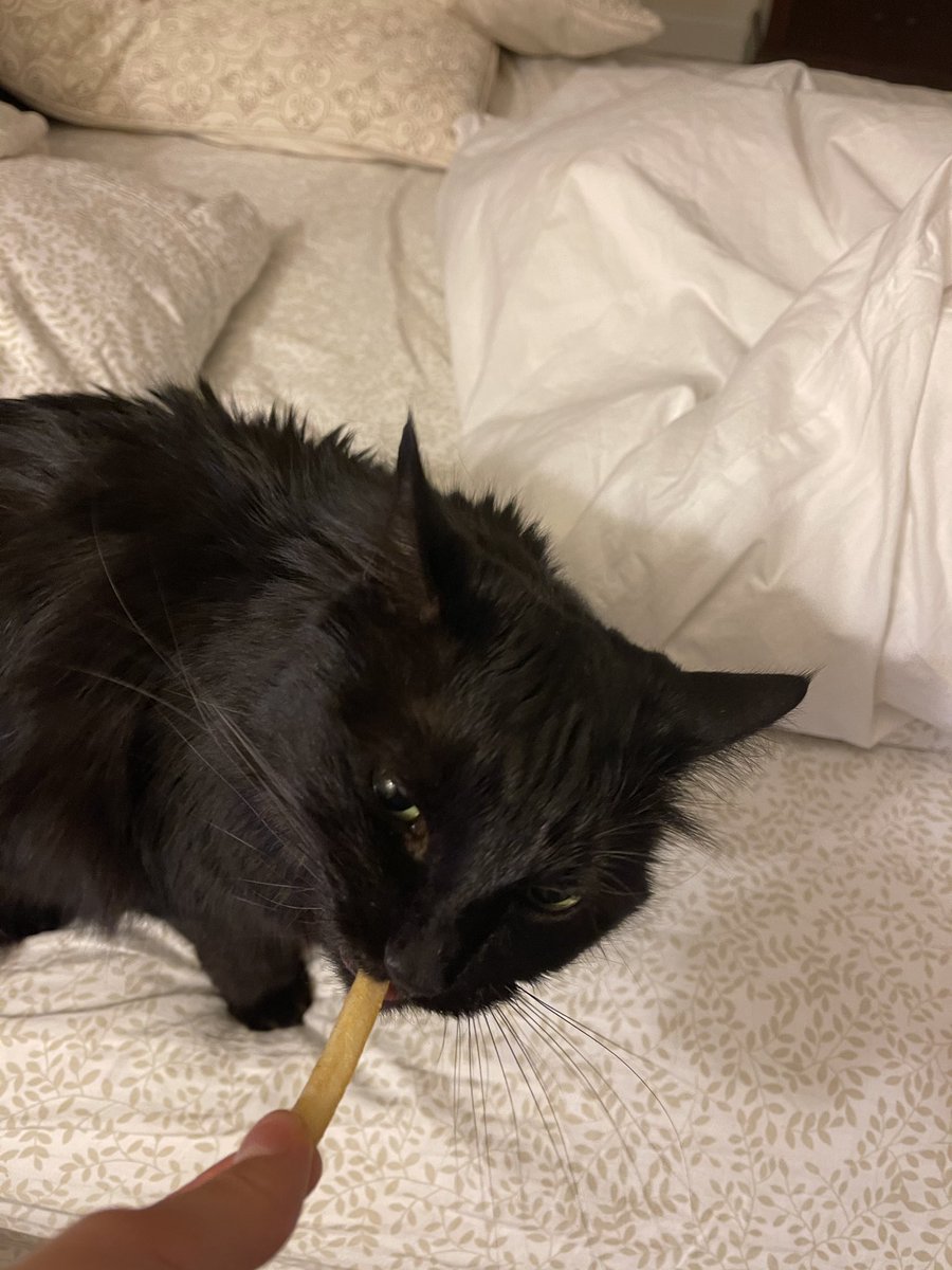 ginkgojiang's tweet photo. mcdonald’s good meow https://t.co/pkSWqMmMyc