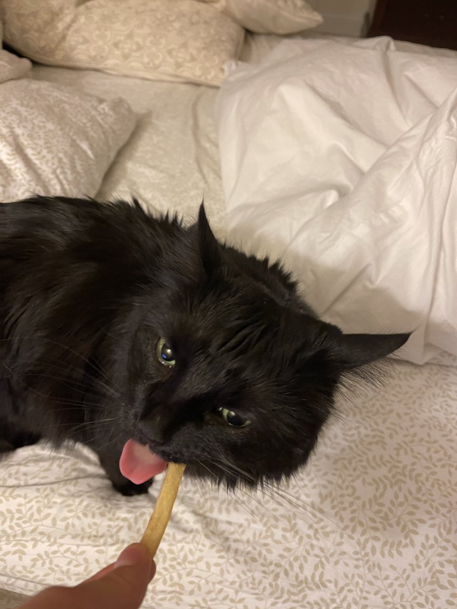 ginkgojiang's tweet photo. mcdonald’s good meow https://t.co/pkSWqMmMyc