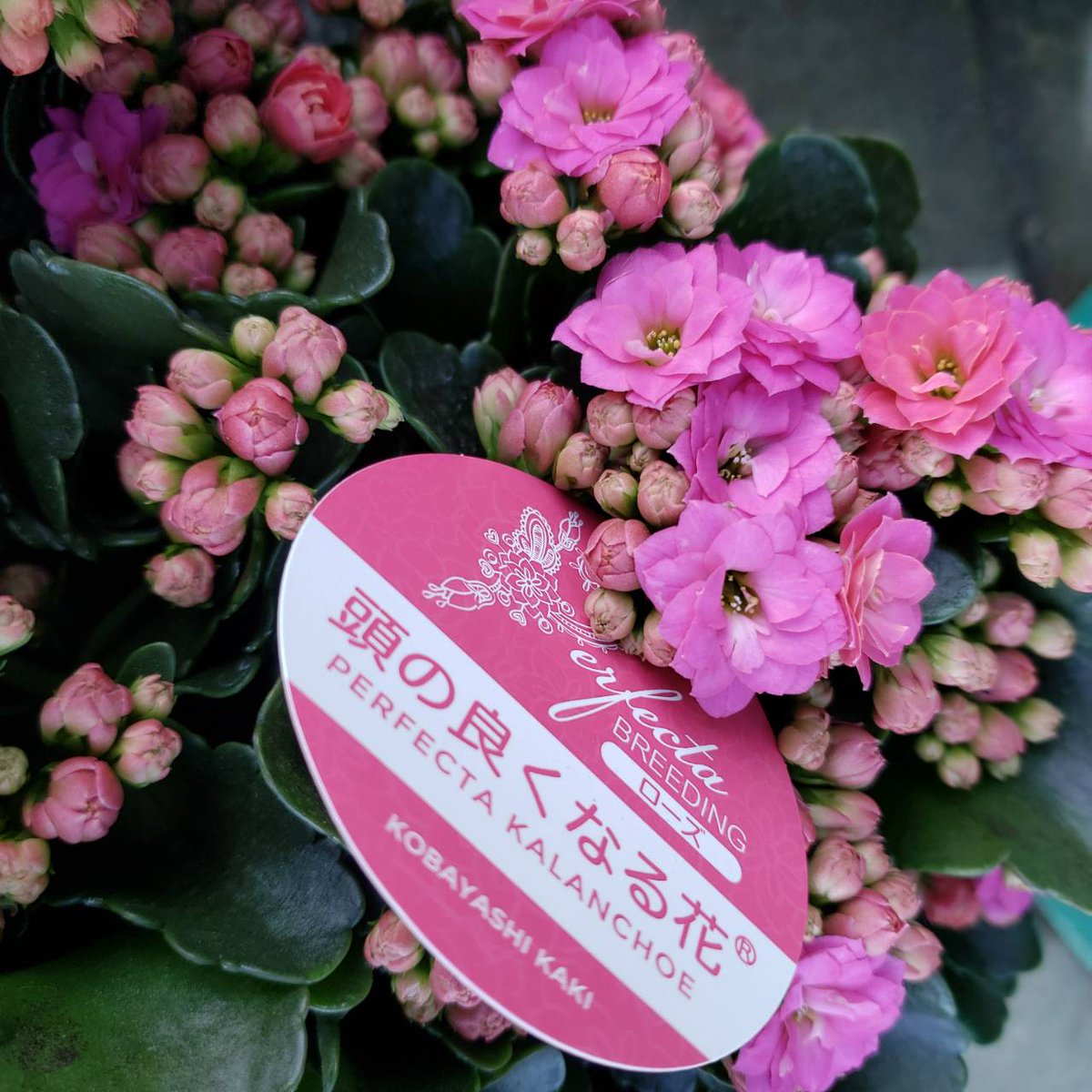 星のフラワー 花屋from茅ヶ崎 カランコエの鉢物です 八重咲きで可愛い 頭が良くなるって本当なのでしょうか 笑 花 花屋 茅ヶ崎花屋 茅ヶ崎 星のフラワー