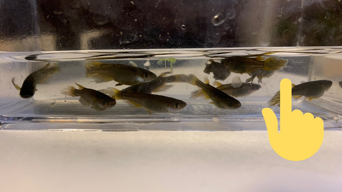 Skm 尾腐れ病には26 28 の高めの水温が有効だと聞きます 薬だとグリーンfゴールド顆粒がよく効くらしいです 私は塩水浴 メチレンブルーで治らなかったらグリーンfゴールド顆粒に行きます 退院したら唐辛子も入れてみてください 予防にいいですよ Skm 尾腐れ病には26 28 の高めの水温が有効だと聞きます 薬だとグリーンfゴールド顆粒がよく効くらしいです 私は塩水浴 メチレンブルーで治らなかったらグリーンfゴールド顆粒に行きます 退院したら唐辛子も入れてみてください 予防にいいですよ