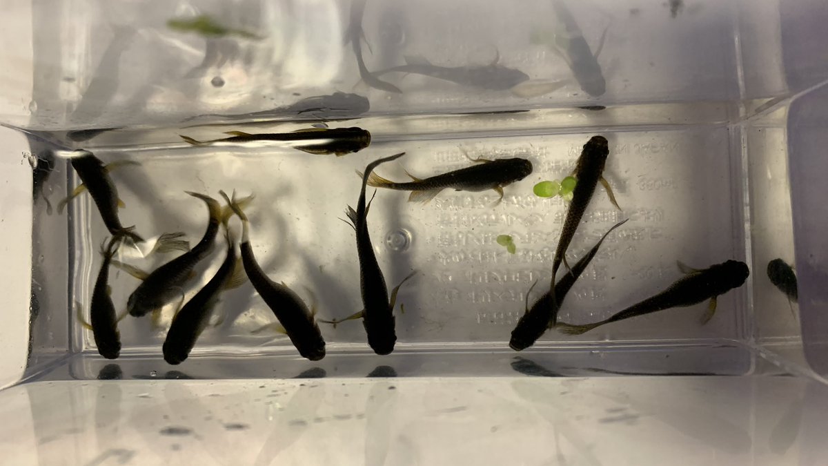 Skm 尾腐れ病には26 28 の高めの水温が有効だと聞きます 薬だとグリーンfゴールド顆粒がよく効くらしいです 私は塩水浴 メチレンブルーで治らなかったらグリーンfゴールド顆粒に行きます 退院したら唐辛子も入れてみてください 予防にいいですよ Skm 尾腐れ病には26 28 の高めの水温が有効だと聞きます 薬だとグリーンfゴールド顆粒がよく効くらしいです 私は塩水浴 メチレンブルーで治らなかったらグリーンfゴールド顆粒に行きます 退院したら唐辛子も入れてみてください 予防にいいですよ