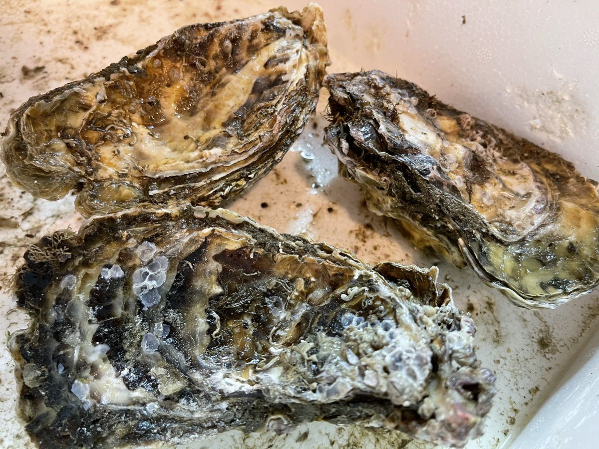 阿波はじめ牡蠣