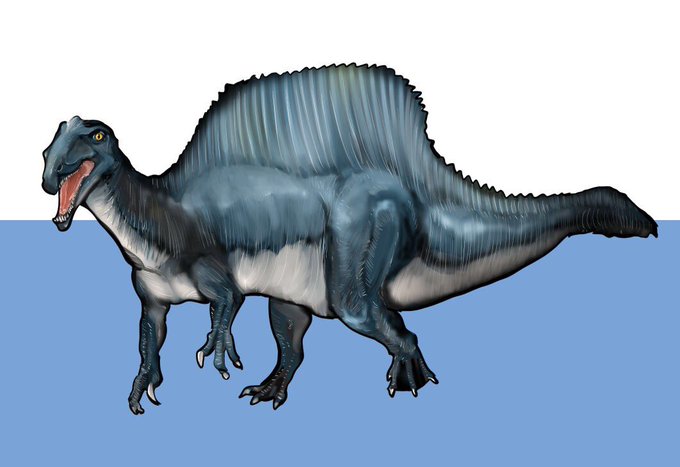 もしスピノサウルスが水棲対応の結果として体側面に扁平ならそれは泳ぎに相当特化してると思うのですが、モササウルス等はまだ復元が変わる余地があるとしても現生のウミイグアナなども結構泳ぐ割に別段縦に扁平ではないことを考えると、 やっぱり陸上(水辺)生活メインで多少水に入る位なのかなと。 