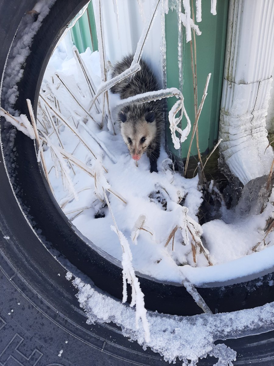 Zodiiark's tweet photo. Our dog Annie found a possum and decided it was her child, and as such i have named them Bingusling https://t.co/dDj2Z8riZl