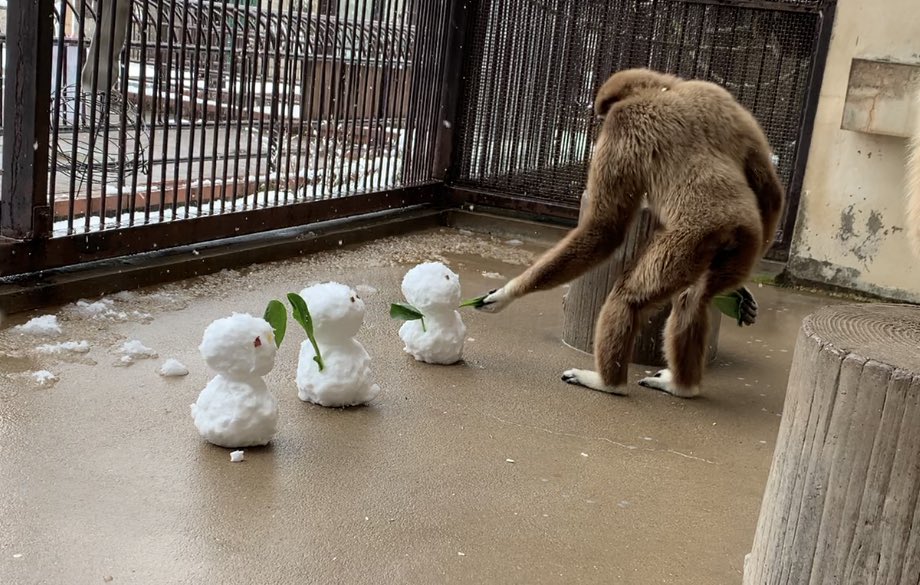 九十九島動植物園森きらら まずはシロテテナガザルファミリー ヨタローが全部もってってます