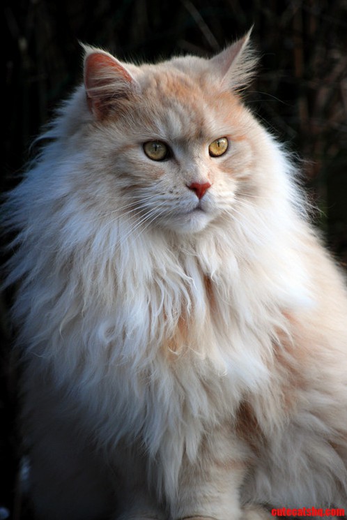 Cullen / blond long haired cat