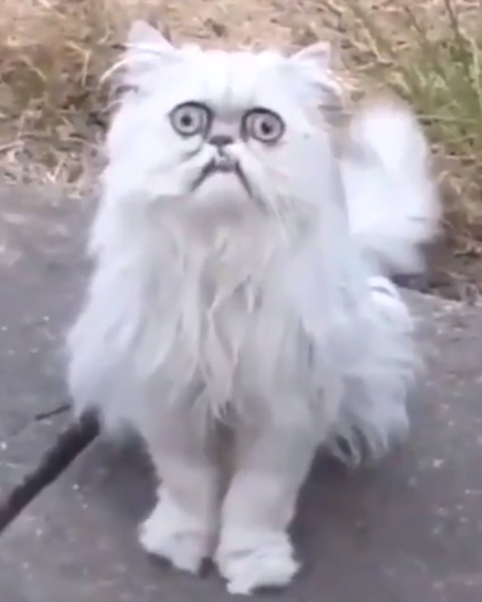 Cole / Wilfred Warrior