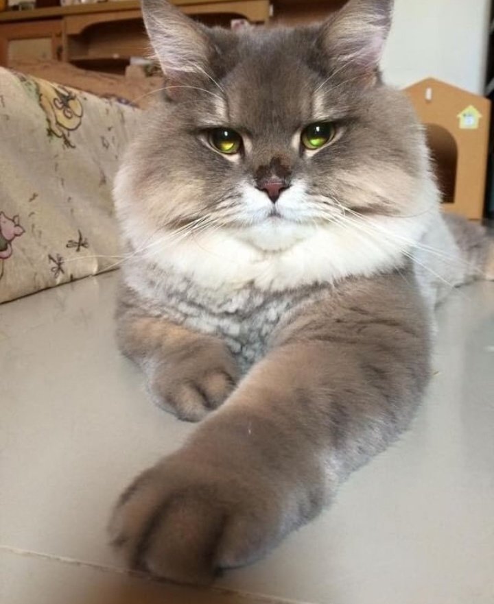 Blackwall / Bonebone