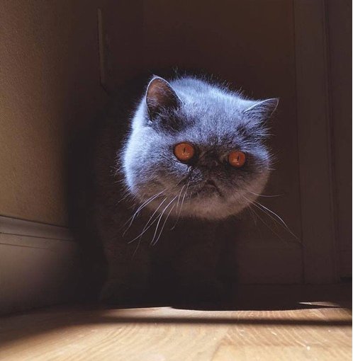 Morrigan / ominous but beautiful orange-eyed grey cat