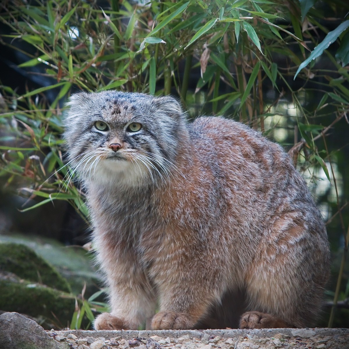 Sten / Pallas Cat