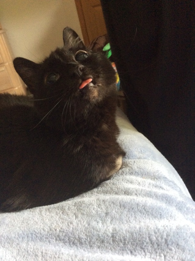 Isabela / black cat that goes :p