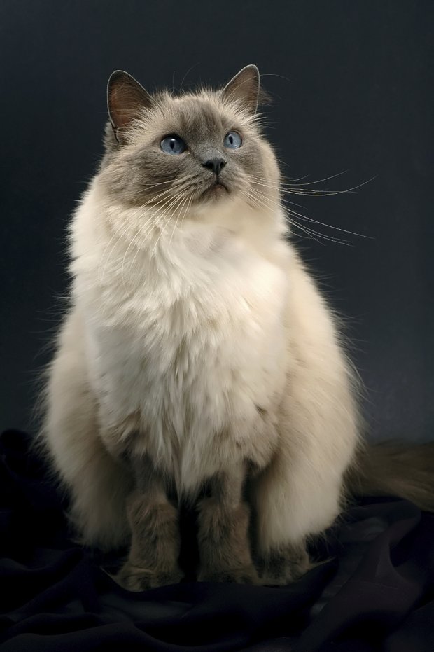Sebastian / ragdoll cat