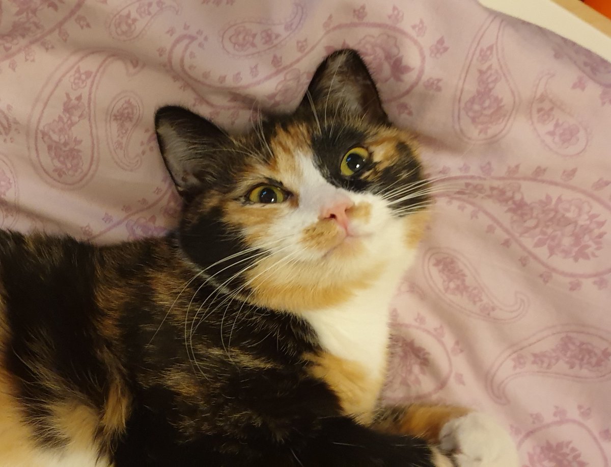 Merrill / this silly little calico cat oh my GOD look at her little face