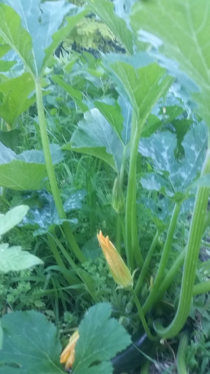 bookish_gardy's tweet photo. here is the plot that bringeth the joy. my 30 days of zucchini trials are underway! #zucchini #bestrecipe #oversupply #onamission #owngrown #vegiepatch https://t.co/vxj6K99bQ9