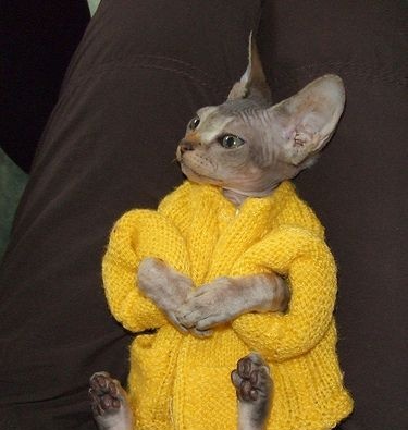 Solas / judgemental sphynx in a cozy sweater