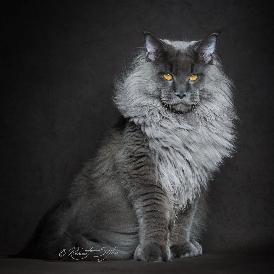 Vivienne / majestic maned cat