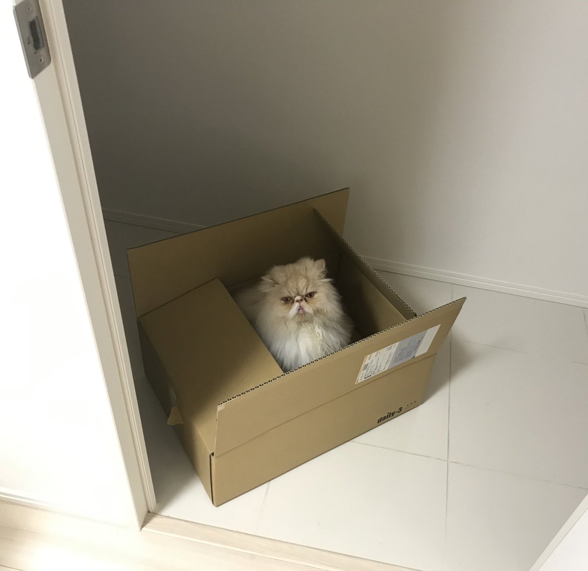 shigeyumomo's tweet photo. shishimaruใI'm a delivery cat๏ผ = ๅฎ
้
็ซใ ใ๏ผใ
#deliverycat #cat #catstagram #catphoto #catpic #catlife #catlove #dailycat #instacat #meow #meowstagram #persian #persiancat #persian_cat #ๅฎ
้
็ซ #็ซ #ใญใ #ใใณ #ใญใ้จ #ใซใใใใใใใ #ใฏใชใบใกใ #ใตใใใ้จ #ใใซใทใฃ็ซ https://t.co/9hQzvrtSaS