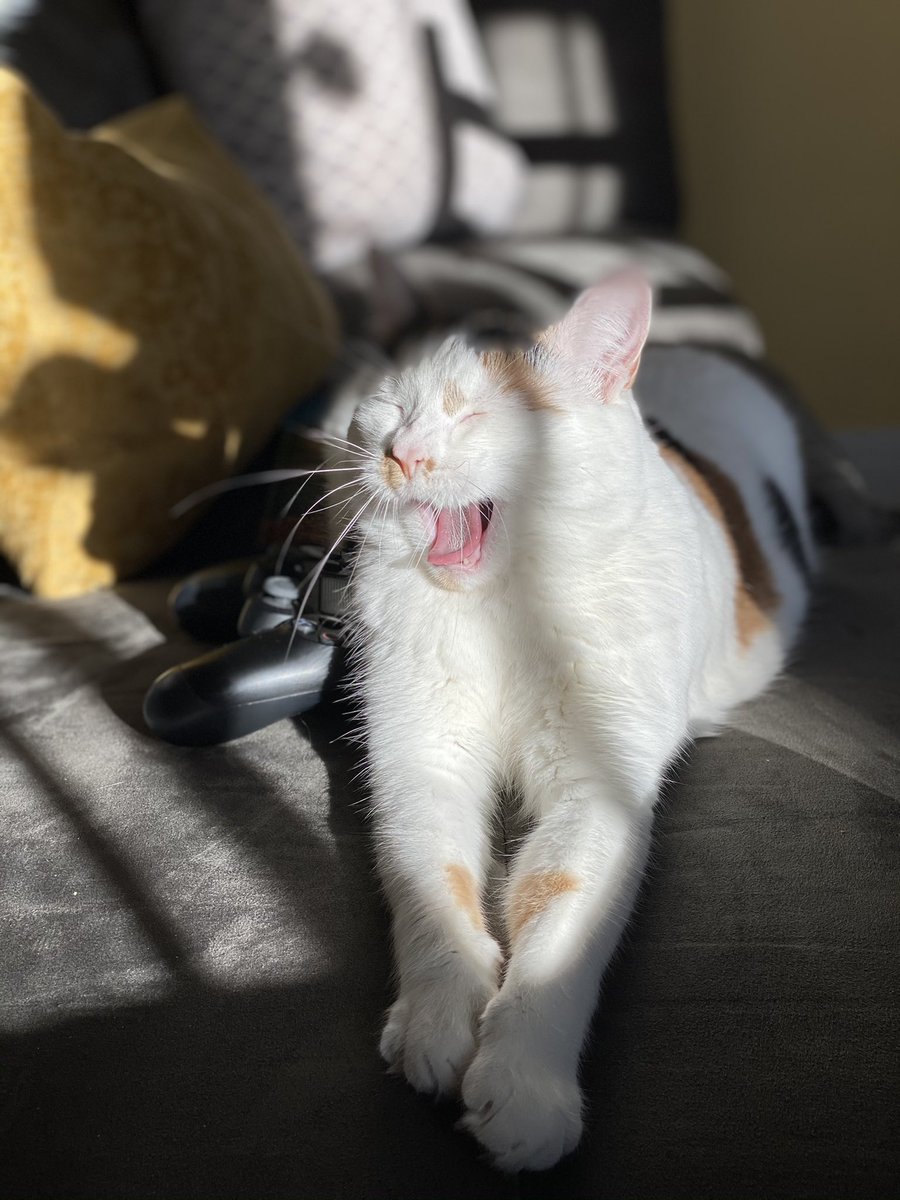 #Caturday