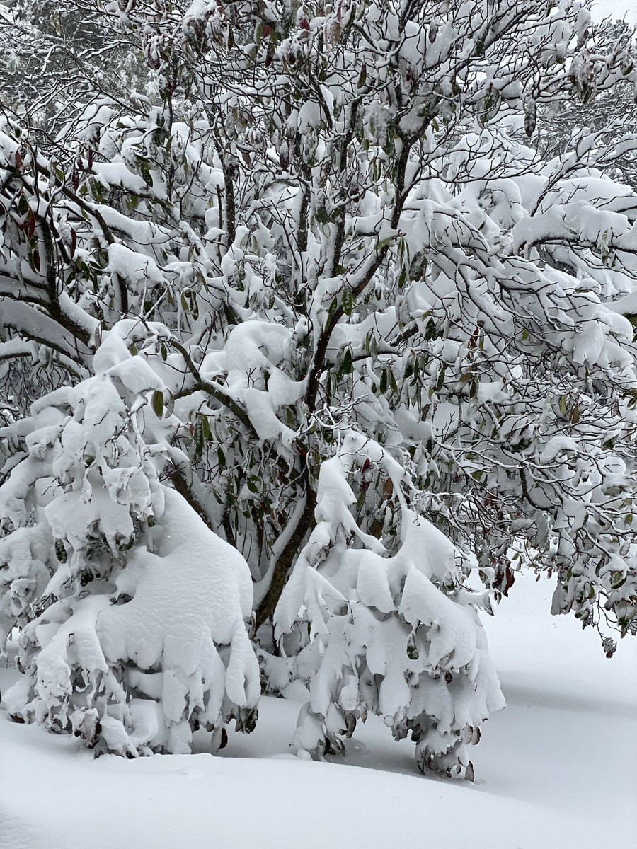 Kriscorti's tweet photo. ❄️2021 Otro año ❄️
⛄️Nuevas sorpresas ☃️

🥶@Rinol_Esp
🥶@Monofloor_RCR 
🥶@PermaneoEs 
🥶@RCRIF https://t.co/eGJ5eOUQBL