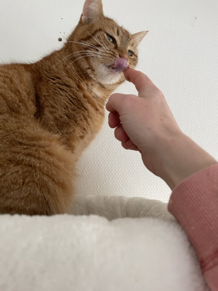 OllieDeKater's tweet photo. Vrouw zegt dat ik geen rare bekken moet trekken.
Een vierluik van 44 gram gevingerde mousSe op grote hoogte
#lammearm #CatsOfTwitter #Caturday https://t.co/YUzijETcuS
