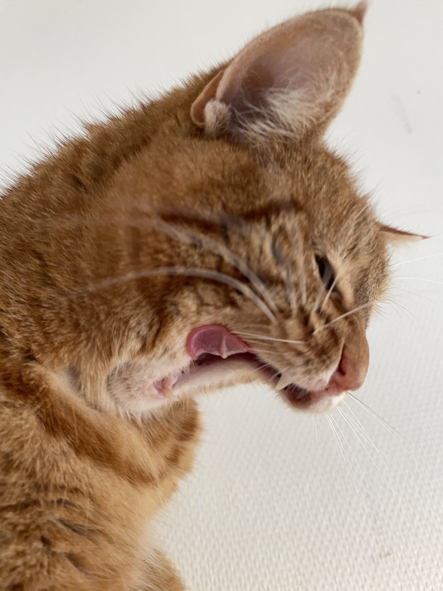 OllieDeKater's tweet photo. Vrouw zegt dat ik geen rare bekken moet trekken.
Een vierluik van 44 gram gevingerde mousSe op grote hoogte
#lammearm #CatsOfTwitter #Caturday https://t.co/YUzijETcuS