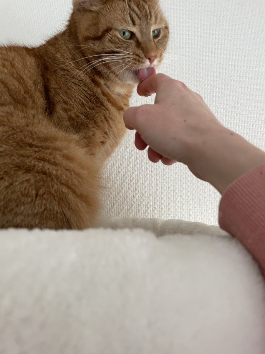 OllieDeKater's tweet photo. Vrouw zegt dat ik geen rare bekken moet trekken.
Een vierluik van 44 gram gevingerde mousSe op grote hoogte
#lammearm #CatsOfTwitter #Caturday https://t.co/YUzijETcuS