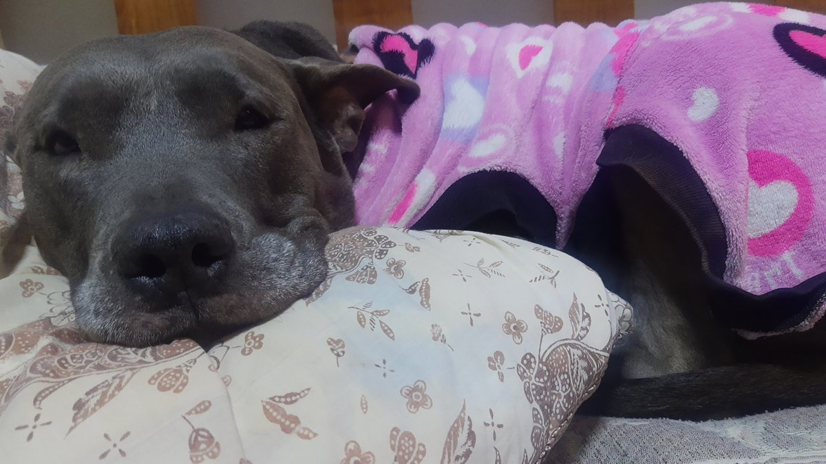 TlacatecolotlMX's tweet photo. @victor_savo @Witowito71 Ya habrá mejor tiempo, Vic..! Cuídense mucho, #Chimali le manda besos a Manolito...! ❤️🐾❤️   

#AbrazosDeLuz para los dos...!! https://t.co/XE72ANwzaG