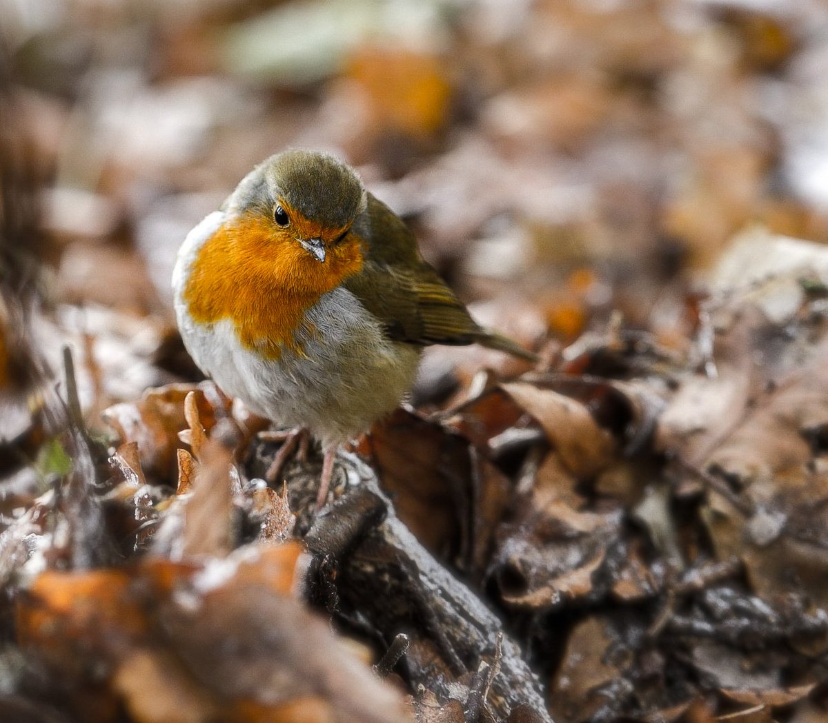 RanyhynRunFree's tweet photo. #robin #bird #nature #Scotland #birdphotography https://t.co/SF4B7kU0yW