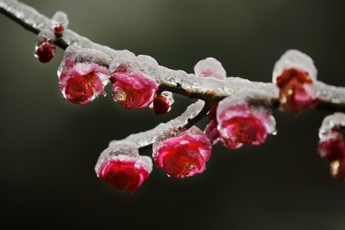 ChinaDaily's tweet photo. #GlamorChina In SW China’s Guizhou province, blossoming wintersweet flower are covered by ice, forming a magical #winter scene. https://t.co/REzc3H9tY8