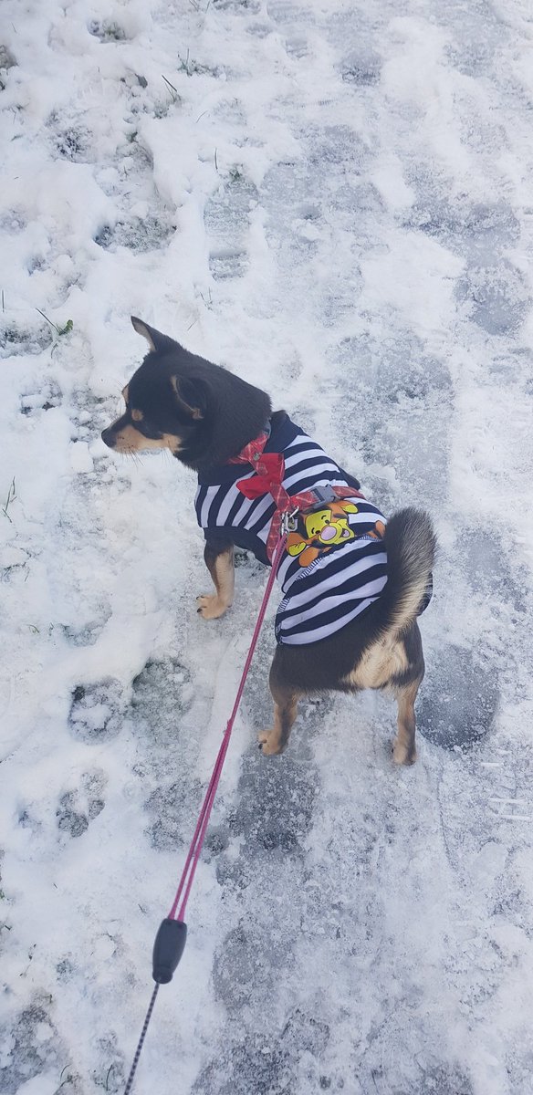 elisa_hilton1's tweet photo. Taking the escaped convict for a walk #dogwalking #prisonstripes on a snowy day https://t.co/OcE6H29Dqj