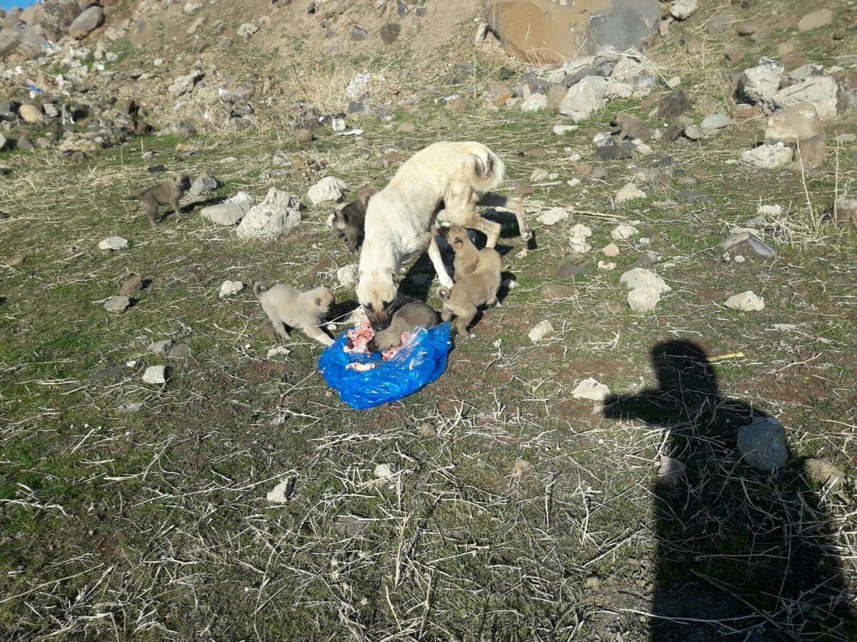 Siverek Belediyesi olarak sokak hayvanlarını unutmuyoruz. 🐶 

Sokağa çıkma kısıtlamasının olduğu günlerde sokak hayvanlarını unutmayan Çevre Koruma ve Kontrol Müdürlüğümüz ilçenin farklı noktalarına yem bırakıyor.🐕 🐶