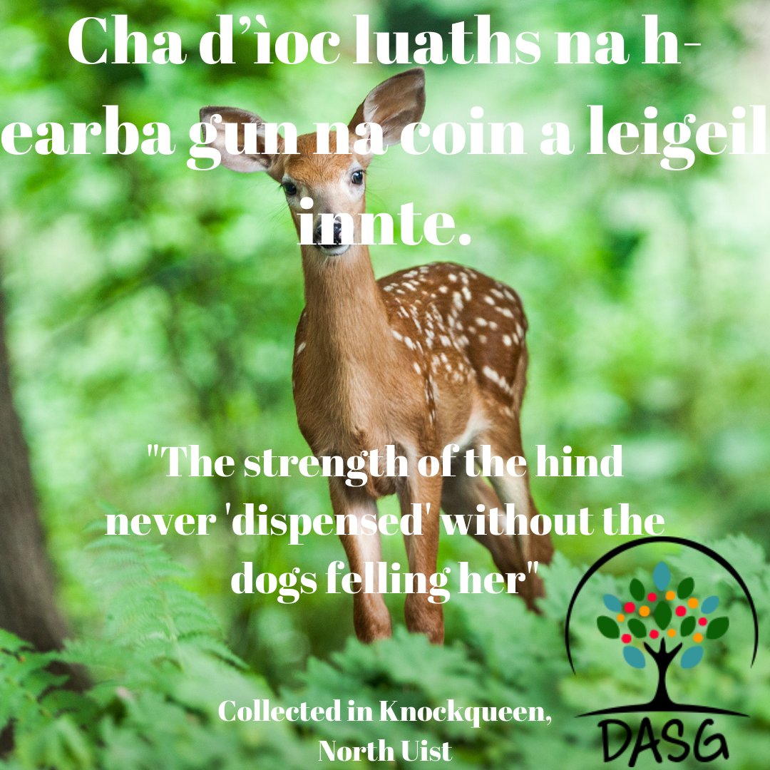 DASG_Glaschu's tweet photo. https://t.co/6O2X6S4A01
#Gàidhlig #Gaelic #DASG #OilthighGhlaschu #UniversityofGlasgow #UofG
#fiadh #earb #luaths #neart #deer #hind #strength
#DisathairnenanSeanfhacal #ProverbSaturday
#comhairle #stiùireadh #iùladh #advice
#CnocCuidhein #Knockquien #UibhistaTuath #NorthUist https://t.co/A4Z9Van77c