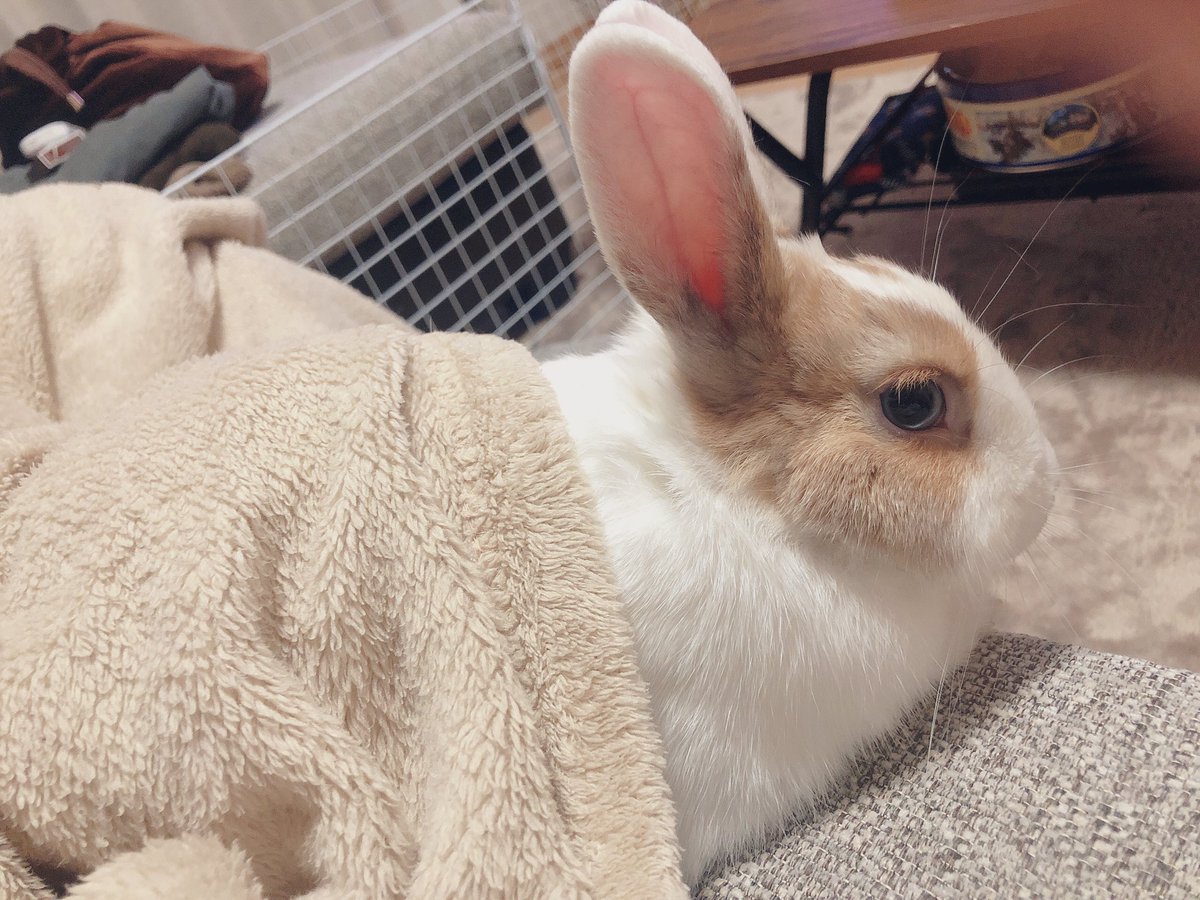らびお🐰うさぎ tweet media