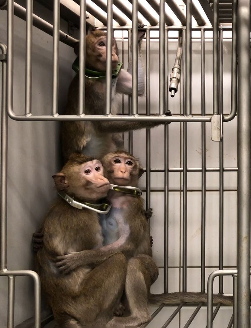 Long-tailed macaques in a laboratory; photo credit SOKO Tierschutz/Cruelty Free International
