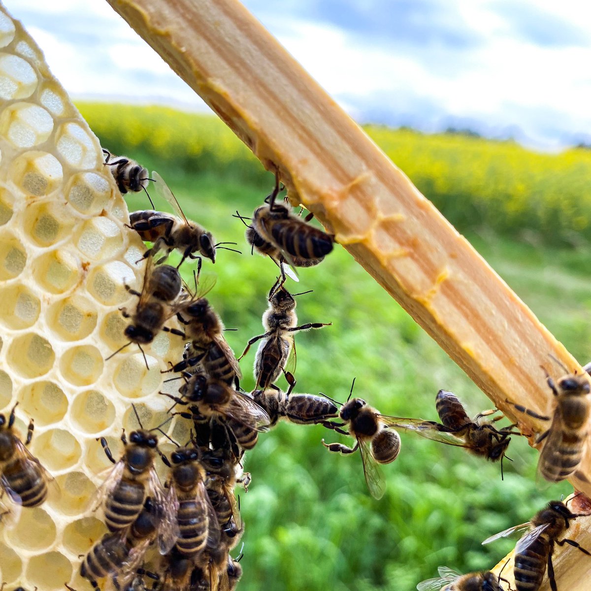 Schönes Wochenende!🌤☃️
Hängt ihr auch am Wochenende zuhause bisschen ab, wie unsere Bienen?☺️🐝✌🏼
.
Have a nice weekend!🌤☃️
Do you also hang around at home on the weekend a bit like our bees?☺️🐝✌🏼