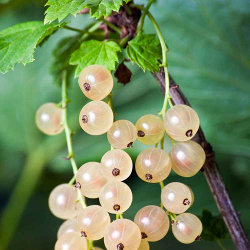 fbzero16's tweet photo. Kinds of #currant
أنواع الكشمش / الزبيب

#فواكة #خضروات #زراعة #بذور #شجرة #نبات
#fruits #vegetables #agriculture #seeds #tree #plant https://t.co/iOL77JaXLA