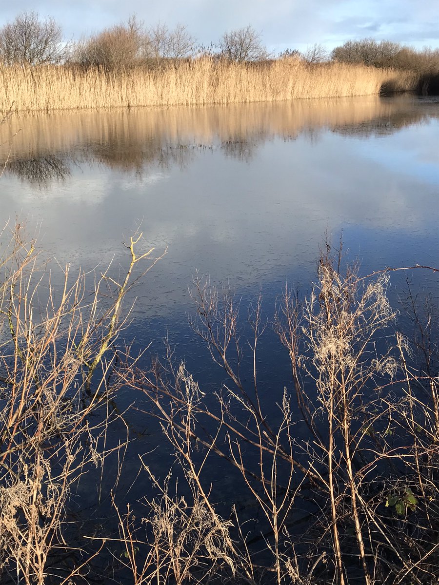 Het eerste laagje ijs op onze duinmeren. Flinterdun. Vorst in #Solleveld