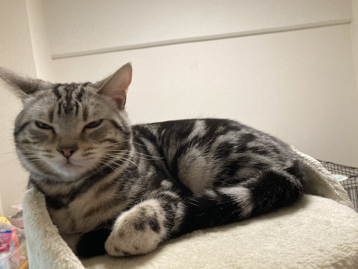 Sakura_Noelle's tweet photo. 今日もてっぺんでボスってるーと思ってたらあくび撮れた(*´˘`*)♡

#猫
#猫のいる暮らし
#猫好きさんと繋がりたい https://t.co/zsds0WPaM8