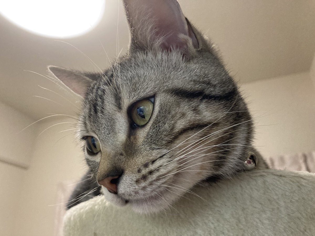 Sakura_Noelle's tweet photo. 今日もてっぺんでボスってるーと思ってたらあくび撮れた(*´˘`*)♡

#猫
#猫のいる暮らし
#猫好きさんと繋がりたい https://t.co/zsds0WPaM8