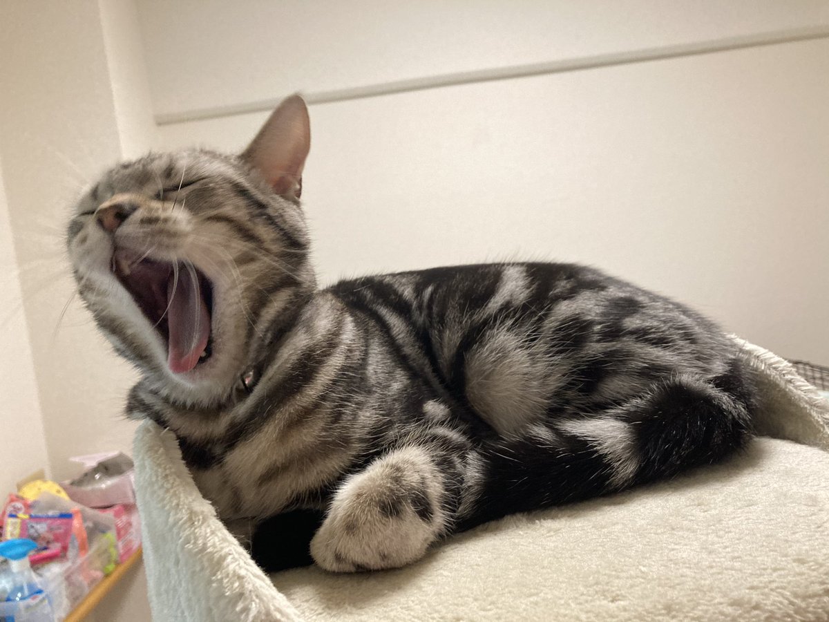 Sakura_Noelle's tweet photo. 今日もてっぺんでボスってるーと思ってたらあくび撮れた(*´˘`*)♡

#猫
#猫のいる暮らし
#猫好きさんと繋がりたい https://t.co/zsds0WPaM8