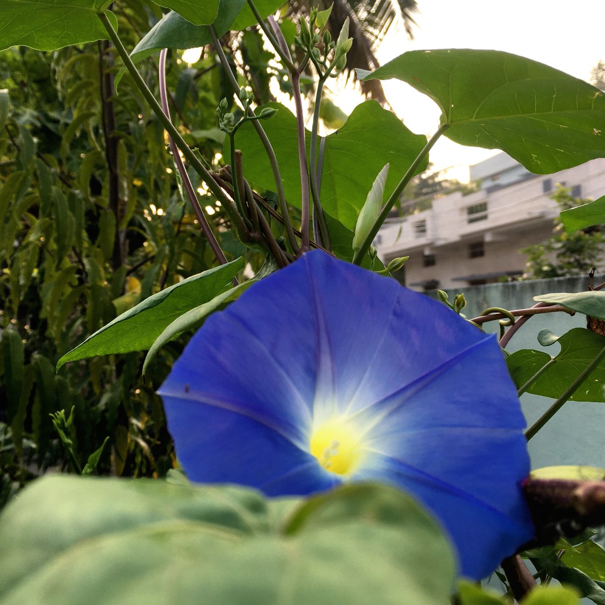 mnayeem's tweet photo. Peek-a-boo
Blue and Greens
#EarlyRiser #morningglory #blueflower #naturelovers #gardeninginspiration #garden #nature #helloplantlover #plants #greenery #homegarden #gardenerinthemaking #naturephotography
#greens #leaves #blue https://t.co/WjJnBLYxcY