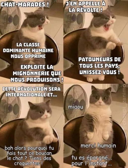 overlordfr's tweet photo. Une preuve accablante ! les chats préparent la révolution bolchévique....enfin après avoir mangé leurs croquettes, faut pas déconner.
#complotsfacile #chatalors #sovietcat https://t.co/Q1W8u7bGmD