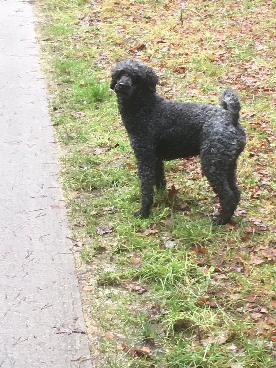 Mist iemand dit hondje? Loopt los in <a href="/Dwingelderveld/">NP Dwingelderveld</a> kant van #Dwingeloo. Laat zich niet vangen ...