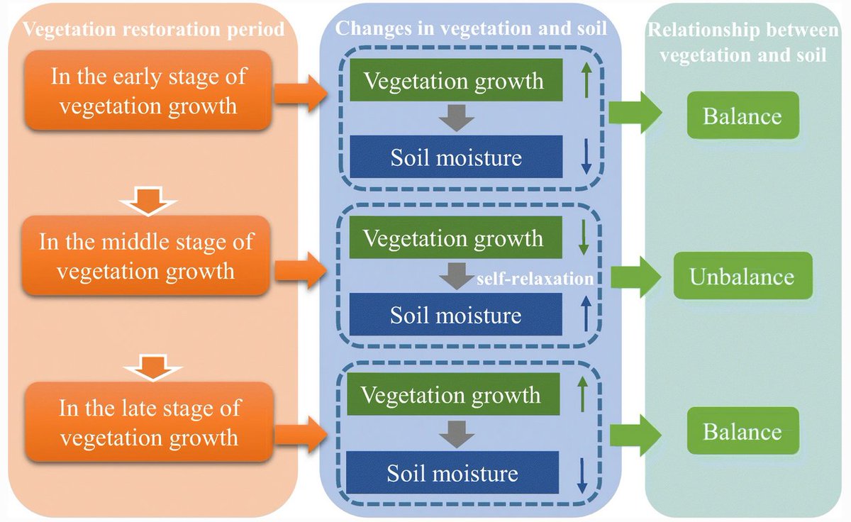 #Afforestation is key for #climatechange mitigation, #biodiversity &amp; #nature conservation, but in semiarid areas its potential is limited by #soilmoisture. We found #soil desiccation trends in #LoessPlateau after planting non-native tree species👉doi.org/10.1007/s11368…
