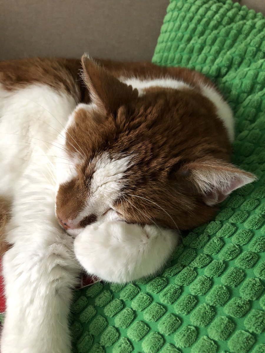 JoanneMGrant's tweet photo. Happy #Caturday 😻 Do what you need to do this weekend to recharge - snuggling with a book or a cat (or both!) is always a good option 🐈 📖❤️#CatsOfTwitter #editorkitty #selfcare #readmore 📚 https://t.co/nuzRi99V6l