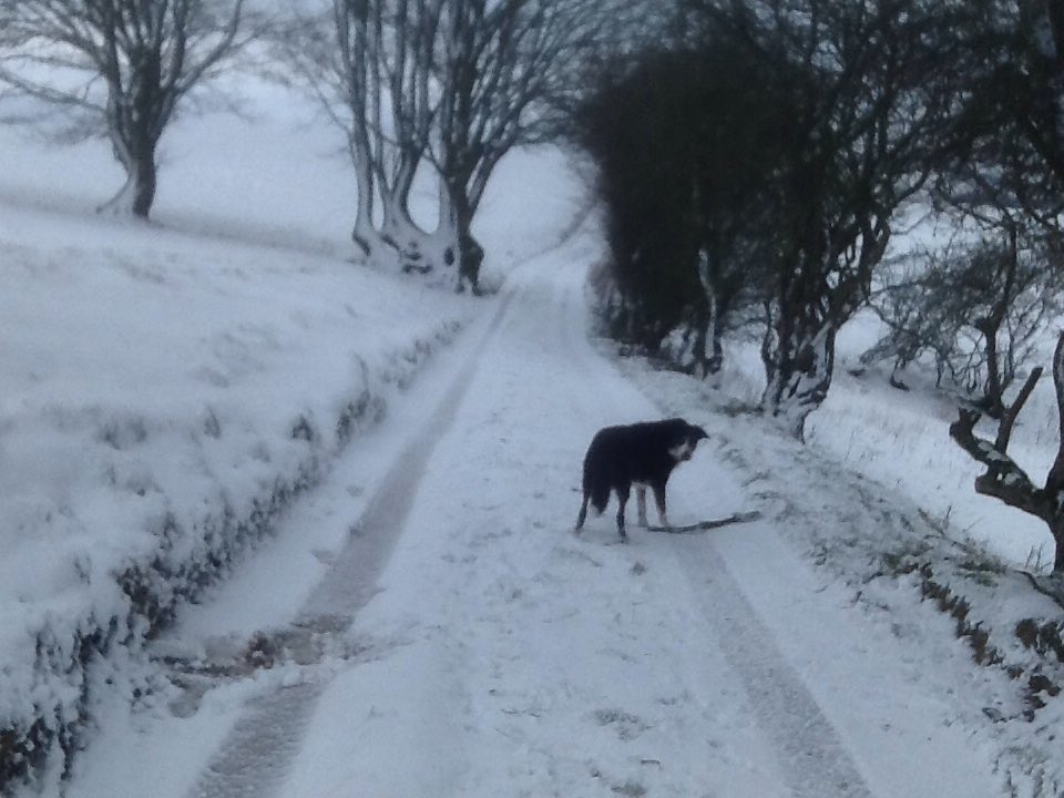 KerryDarbishire's tweet photo. Will you hurry up, there are more sticks to find 🐾🐾#ourtrack https://t.co/aJ5dGEUAdJ