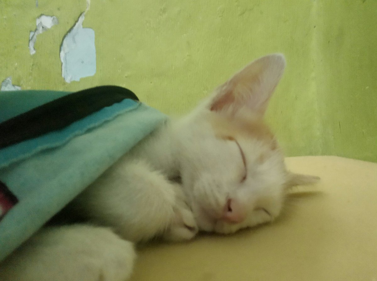 chruast's tweet photo. apin dan samuel semirip itu https://t.co/k9EWpewxZb